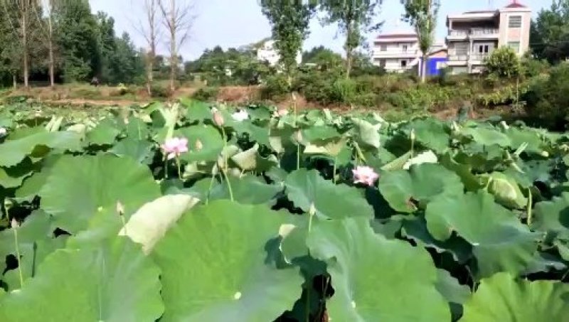 太空36号品种，本基地直供，提供技术指导，包回收产品。