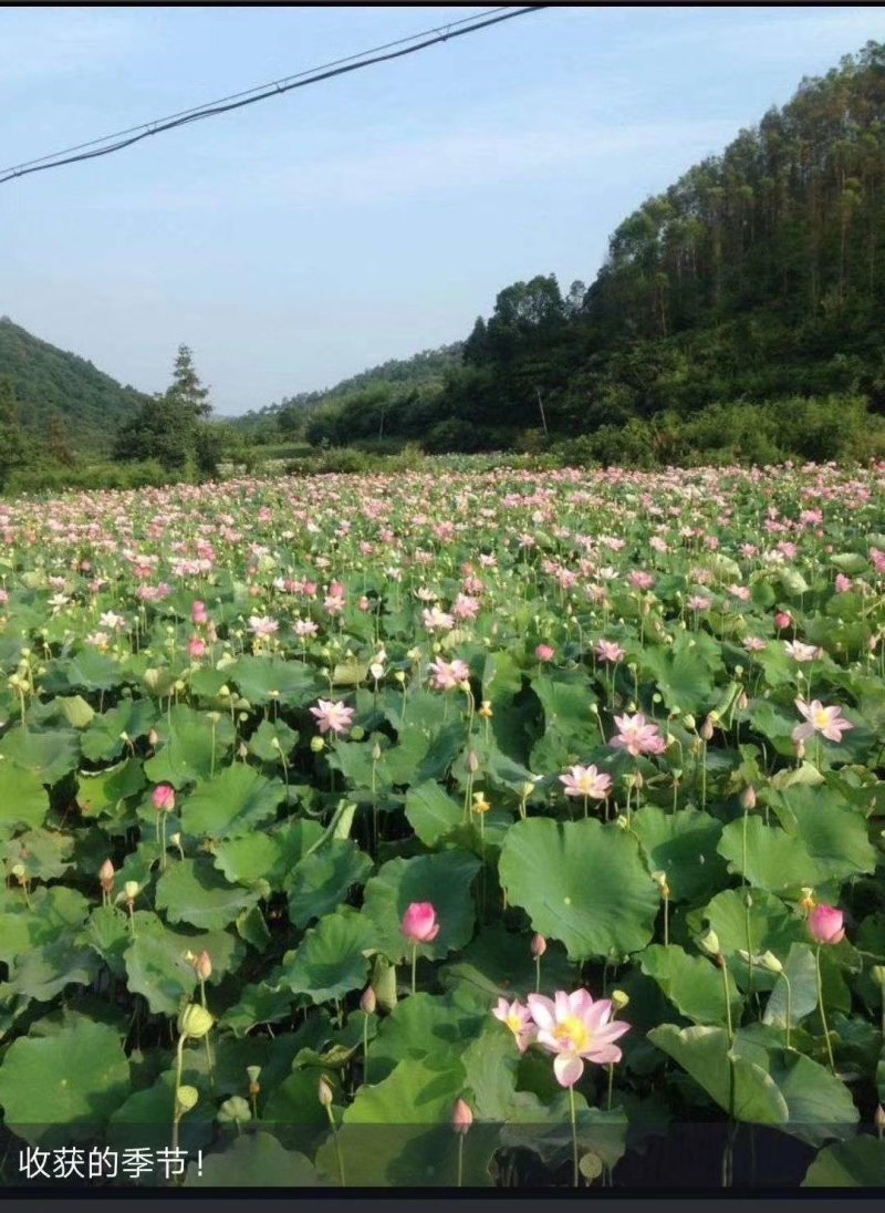 太空36号品种，本基地直供，提供技术指导，包回收产品。