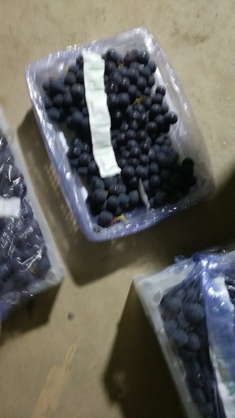 北镇市精品白盒巨峰