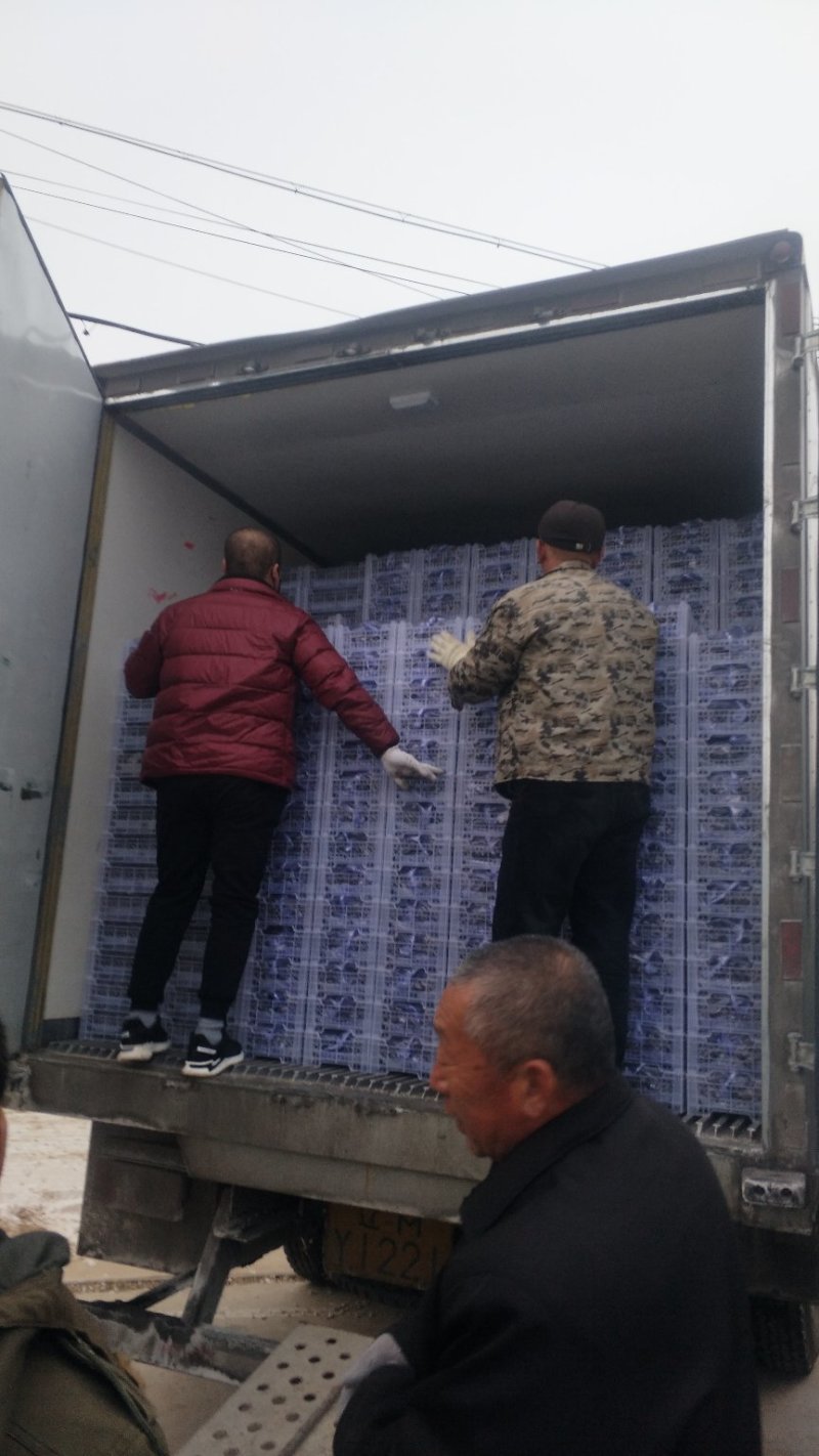 北镇市精品白盒巨峰