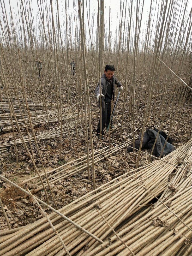 【精选】107速生杨树苗白杨树苗大型种植基地价格优惠