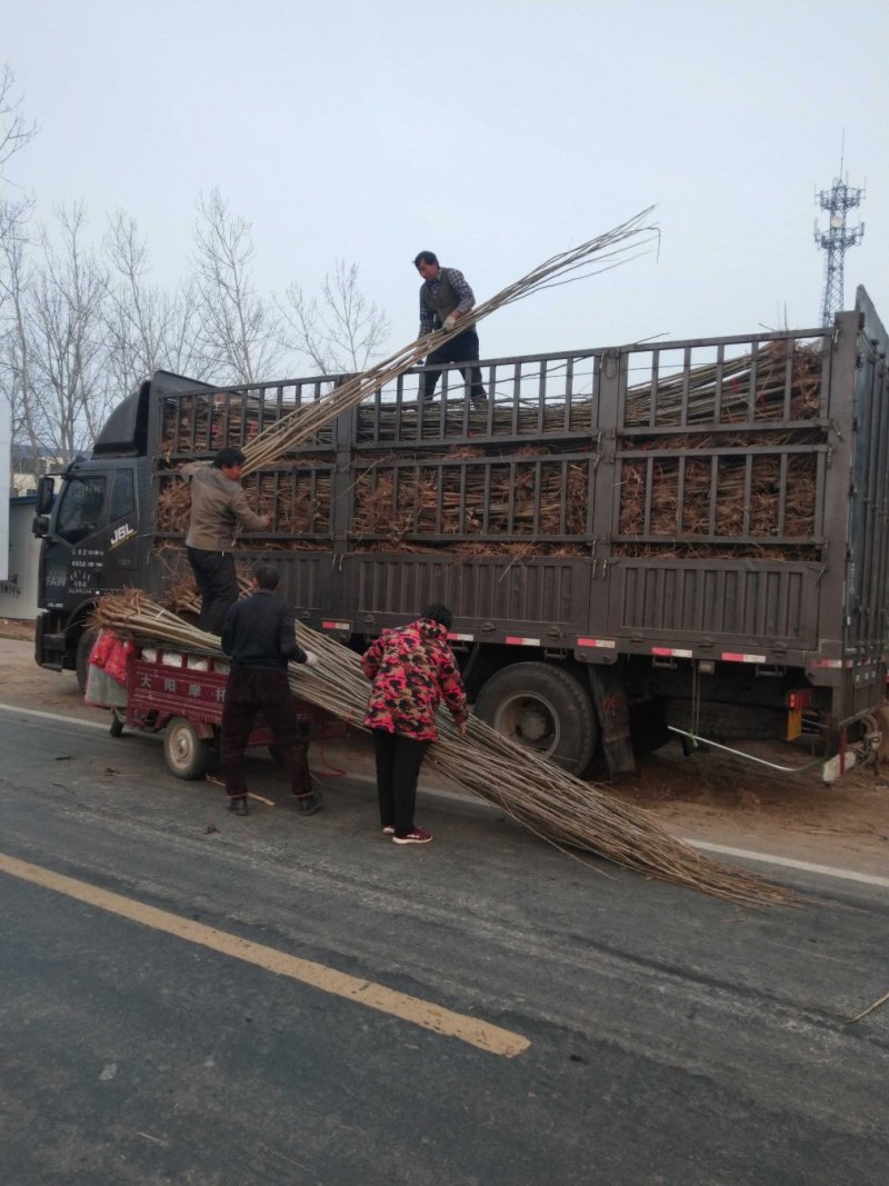 【精选】107速生杨树苗白杨树苗大型种植基地价格优惠