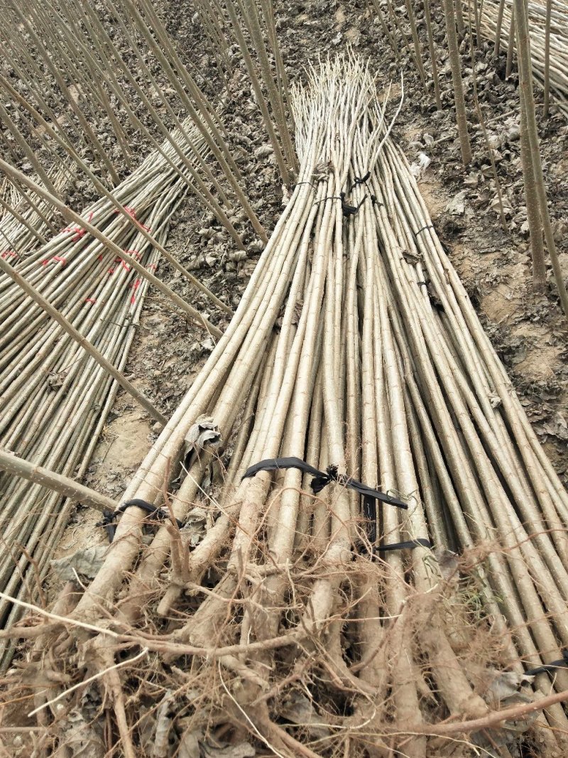 【精选】107速生杨树苗白杨树苗大型种植基地价格优惠