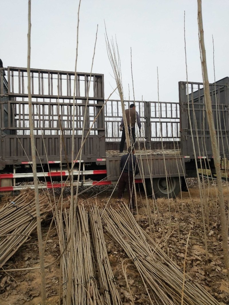 【精选】107速生杨树苗白杨树苗大型种植基地价格优惠