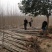 【精选】107速生杨树苗白杨树苗大型种植基地价格优惠