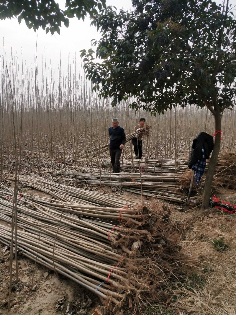 【精选】107速生杨树苗白杨树苗大型种植基地价格优惠