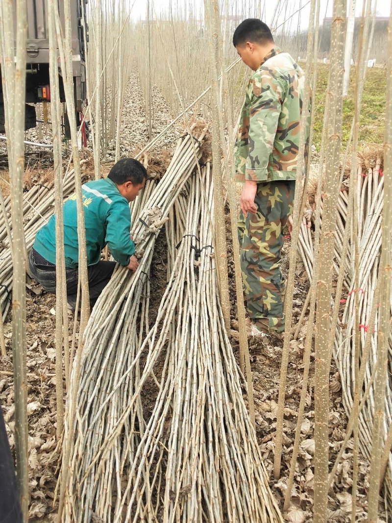 【精选】107速生杨树苗白杨树苗大型种植基地价格优惠