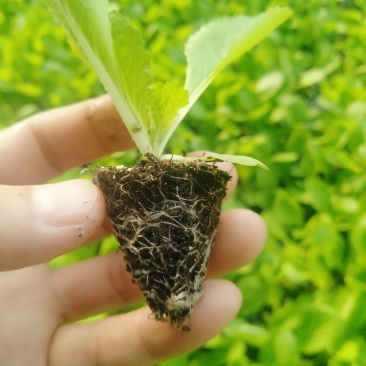 精品大白菜苗一手货源量大从优山东莘县大型苗厂