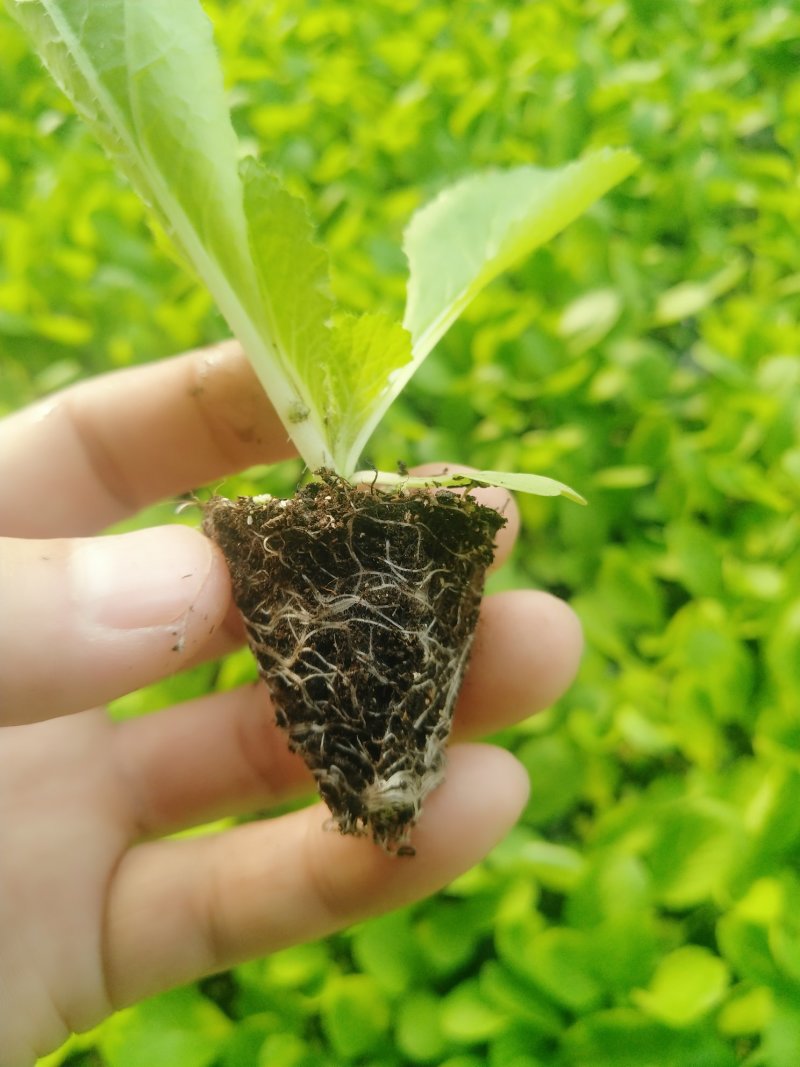 精品大白菜苗一手货源量大从优山东莘县大型苗厂