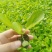 精品大白菜苗一手货源量大从优山东莘县大型苗厂