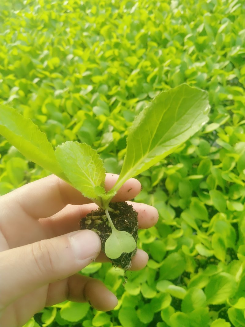 精品大白菜苗一手货源量大从优山东莘县大型苗厂