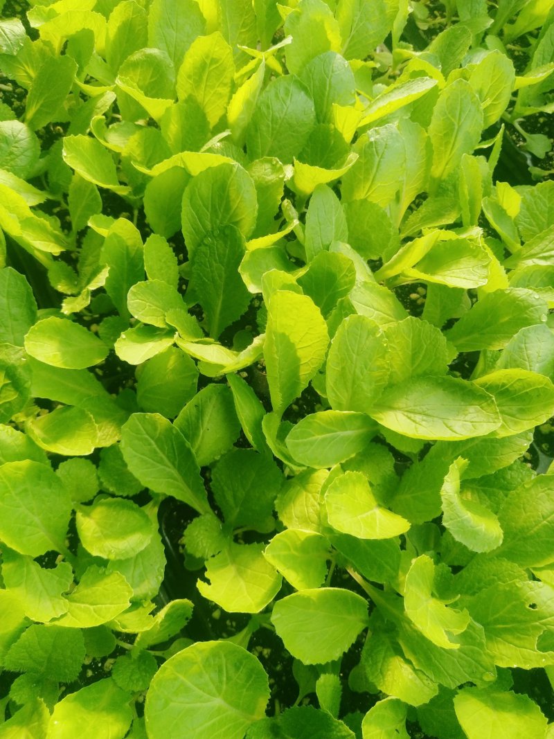精品大白菜苗一手货源量大从优山东莘县大型苗厂