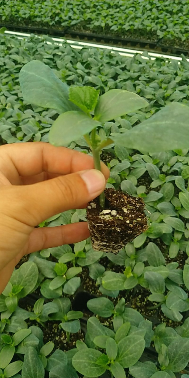 甜瓜苗山东省莘县大型苗厂