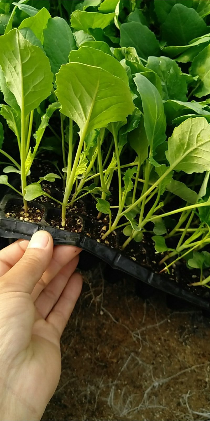 甜瓜苗山东省莘县大型苗厂