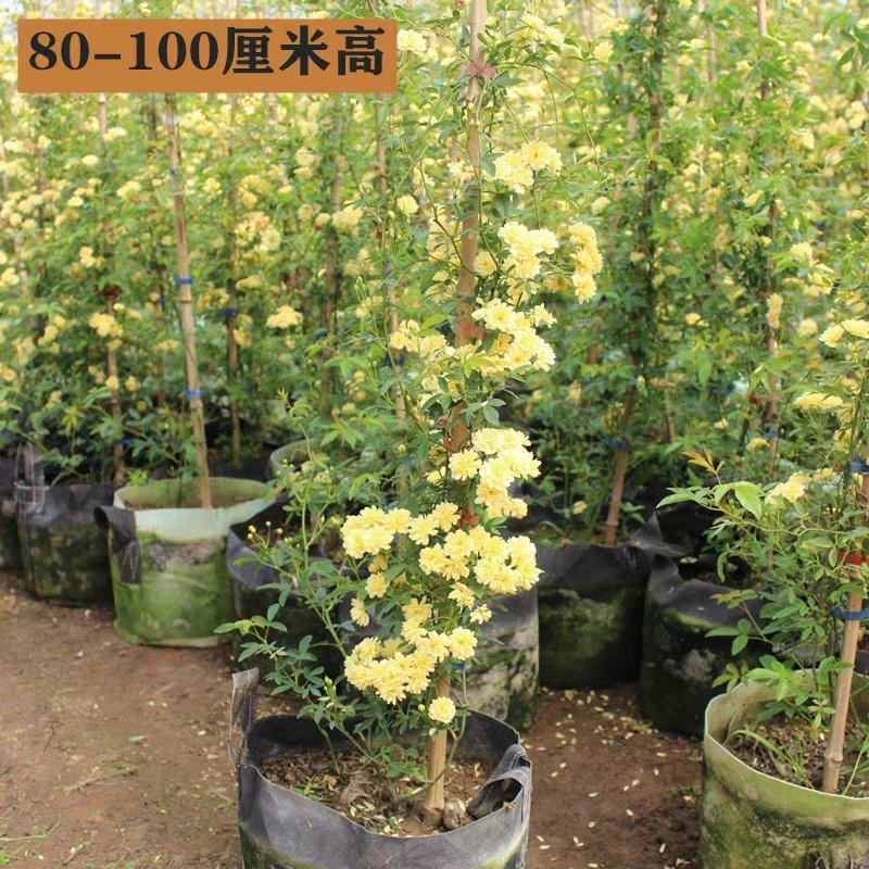 木香黄色花浓香花卉七里香阳台垂吊爬藤植物黄色木香花苗盆栽