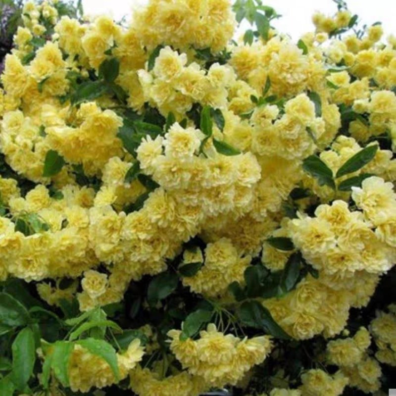 木香黄色花浓香花卉七里香阳台垂吊爬藤植物黄色木香花苗盆栽