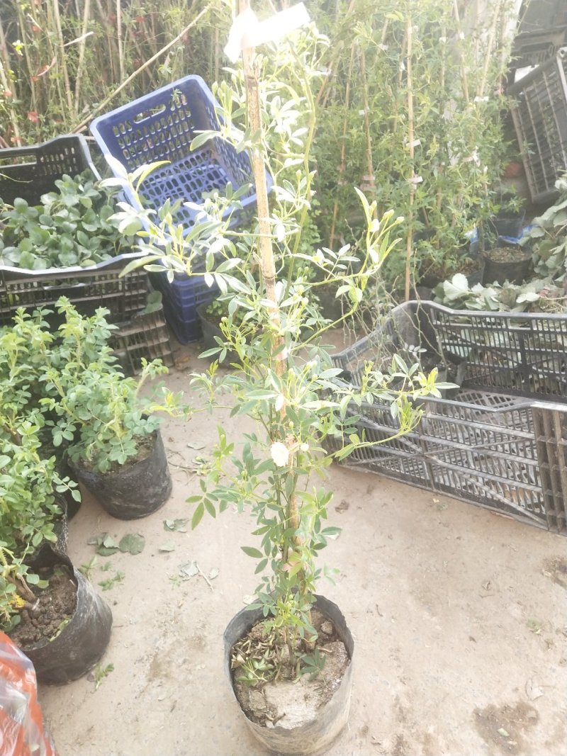 木香黄色花浓香花卉七里香阳台垂吊爬藤植物黄色木香花苗盆栽