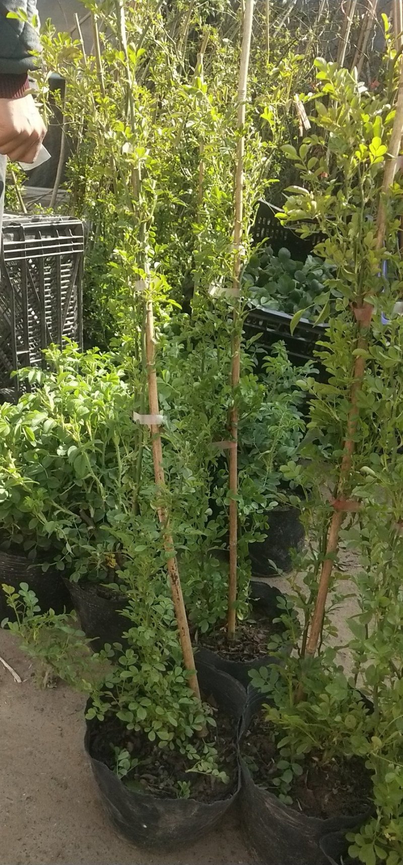 木香黄色花浓香花卉七里香阳台垂吊爬藤植物黄色木香花苗盆栽