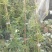 木香黄色花浓香花卉七里香阳台垂吊爬藤植物黄色木香花苗盆栽