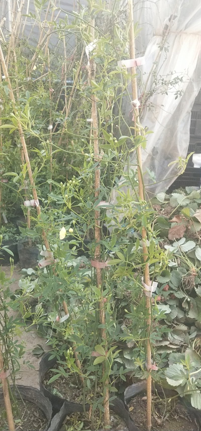 木香黄色花浓香花卉七里香阳台垂吊爬藤植物黄色木香花苗盆栽