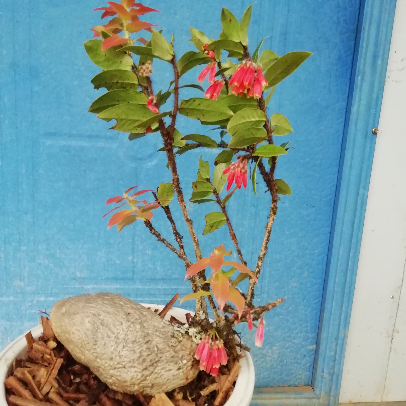 杜鹃花盆景老桩花色鸡血红