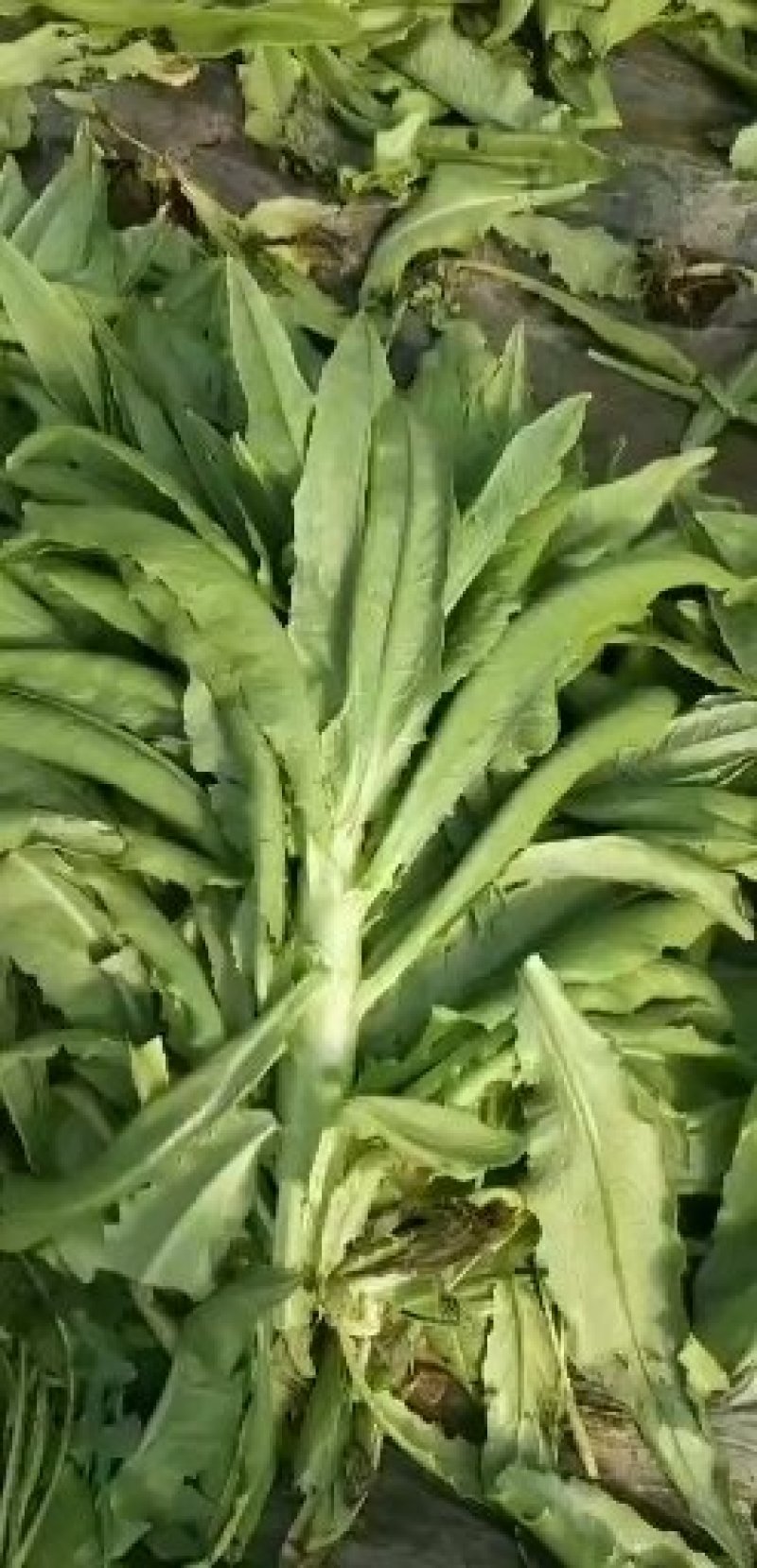 莴笋三青皮莴笋莴苣青皮，青肉，青叶