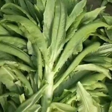 莴笋三青皮莴笋莴苣青皮，青肉，青叶