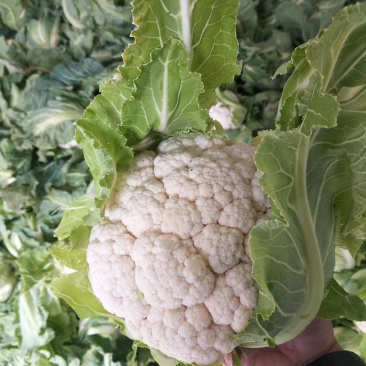汉中城固优质白花菜乳白1至2斤，基地直发供货时间