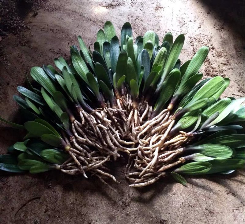 四季精品君子兰盆栽高档名贵带花苞小苗室内花卉植物好养圆头