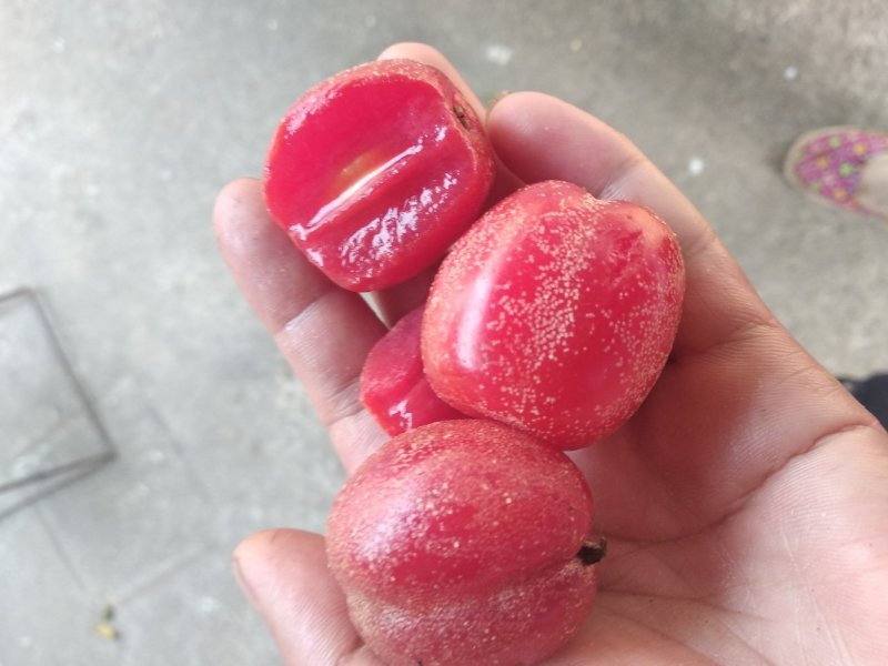羊奶果苗云南甜羊奶果，带叶子发货可并真假。