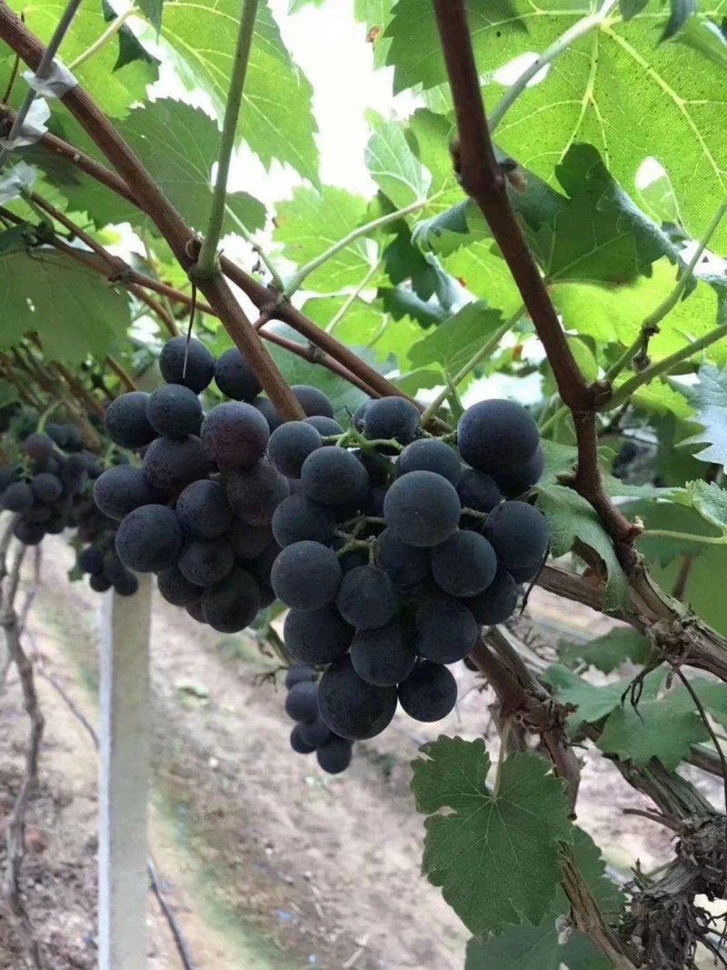 蓝宝石葡萄苗果树北方南方种植庭院爬藤地栽盆栽葡萄树苖当年