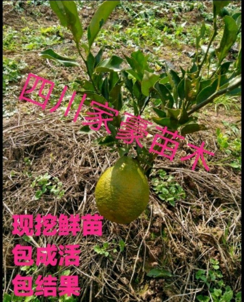 基地现挖现发耙耙柑嫁接苗支持视频看货