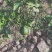 基地现挖现发耙耙柑嫁接苗支持视频看货