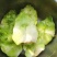 四川儿菜带箱5斤