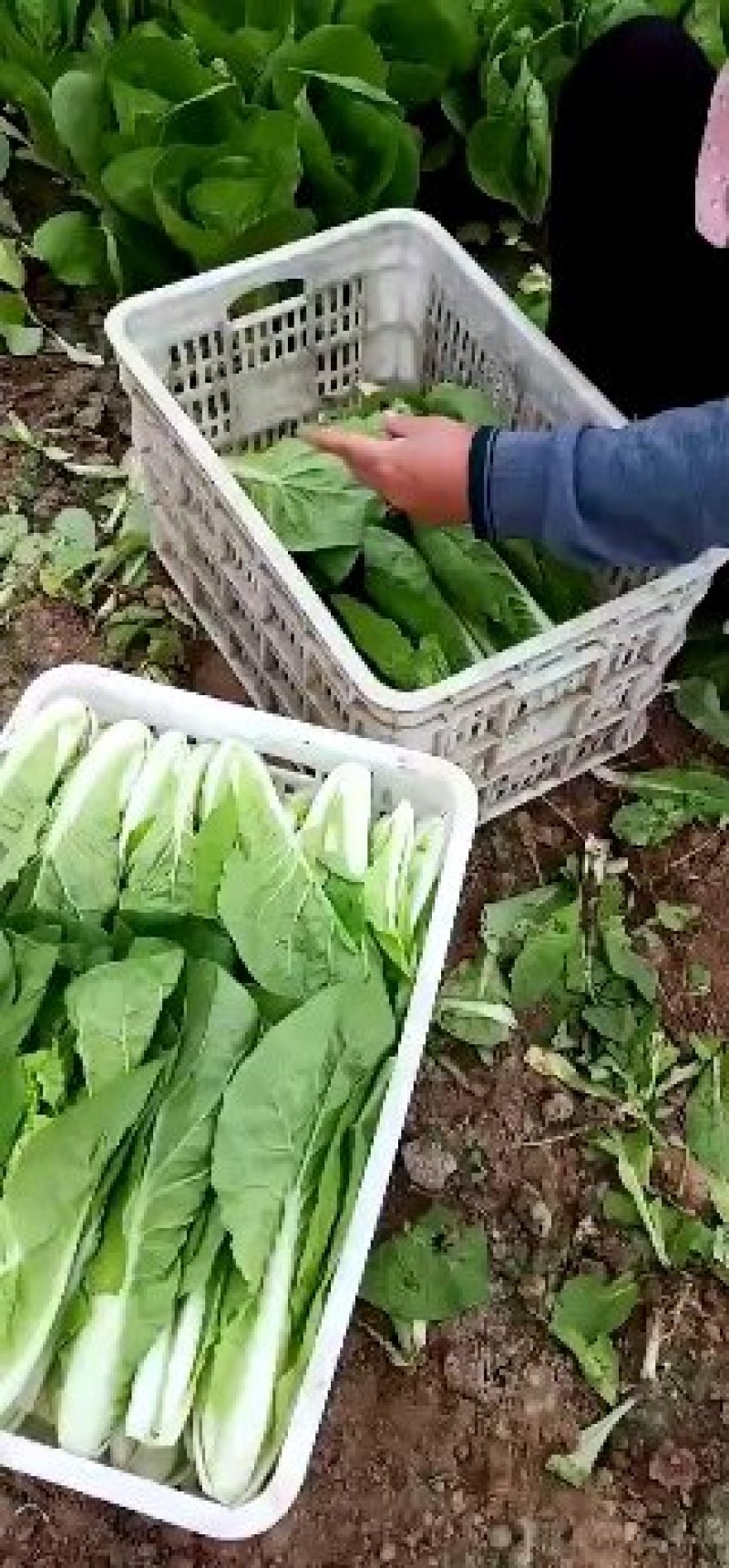 山东上海青曹县油菜常年供应全国配送代收代发品质保证
