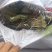 荷叶食用，茶用，出口，切丝，切块，打粉，定制均可