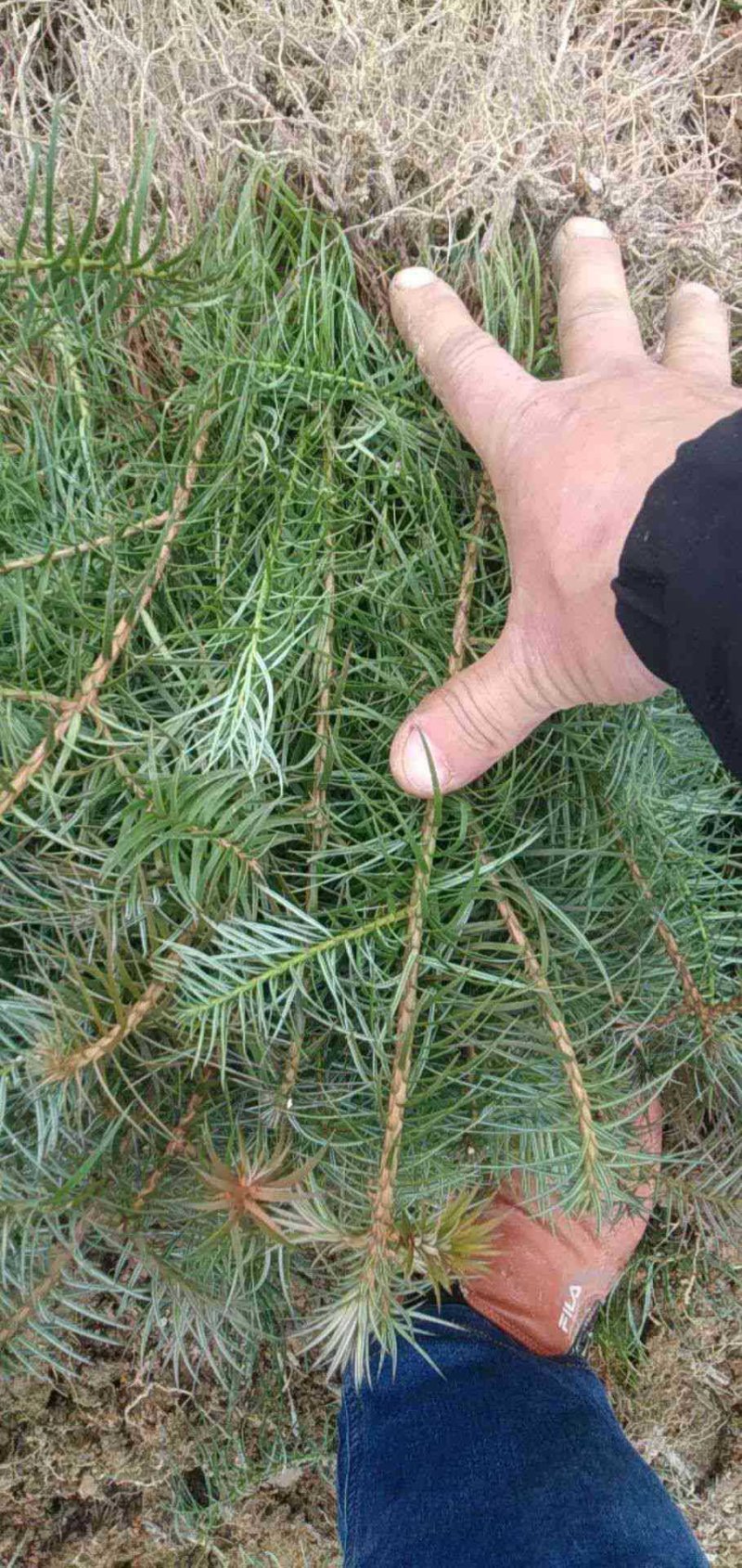 杉树苗一年生杉苗，各种规格都有，欢迎各位前来咨询
