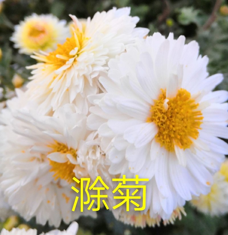 滁菊滁州贡菊白菊去火菊花茶