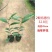金花茶树苗珍稀名贵花卉可食用金花茶盆栽养生花卉四季开花植