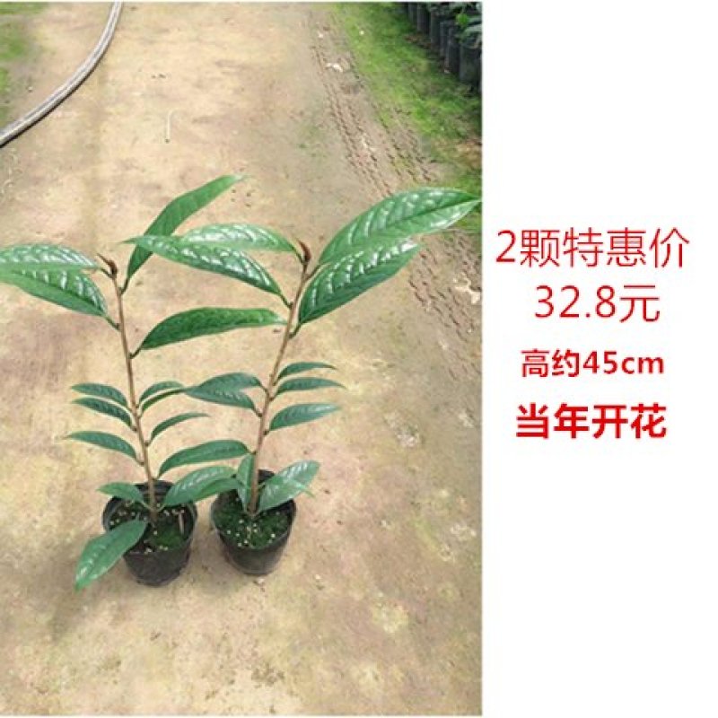 金花茶树苗珍稀名贵花卉可食用金花茶盆栽养生花卉四季开花植