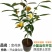 金花茶树苗珍稀名贵花卉可食用金花茶盆栽养生花卉四季开花植