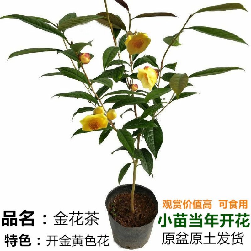 金花茶树苗珍稀名贵花卉可食用金花茶盆栽养生花卉四季开花植