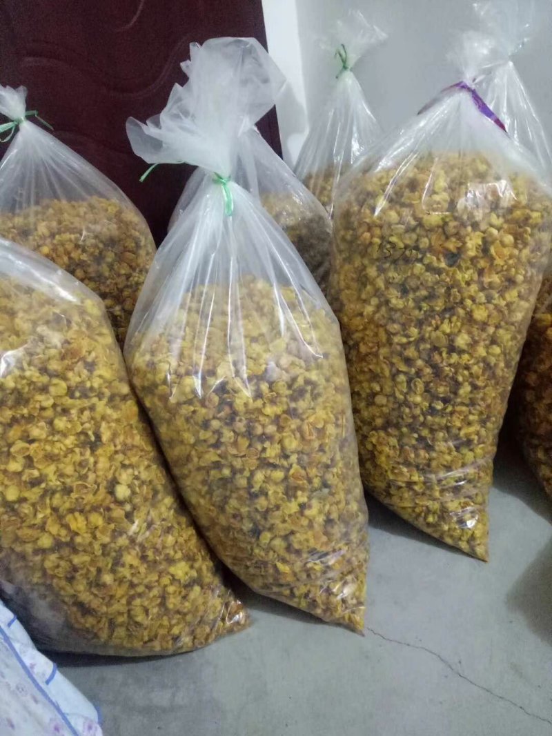 金花茶树苗珍稀名贵花卉可食用金花茶盆栽养生花卉四季开花植
