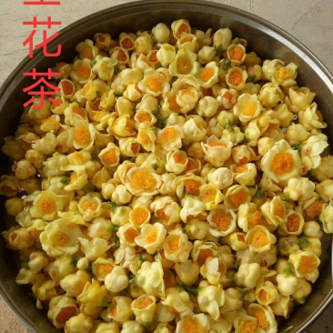 金花茶树苗珍稀名贵花卉可食用金花茶盆栽养生花卉四季开花植