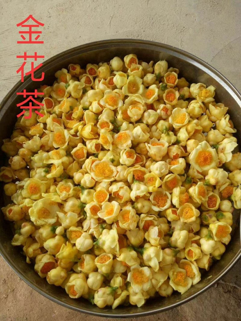 金花茶树苗珍稀名贵花卉可食用金花茶盆栽养生花卉四季开花植