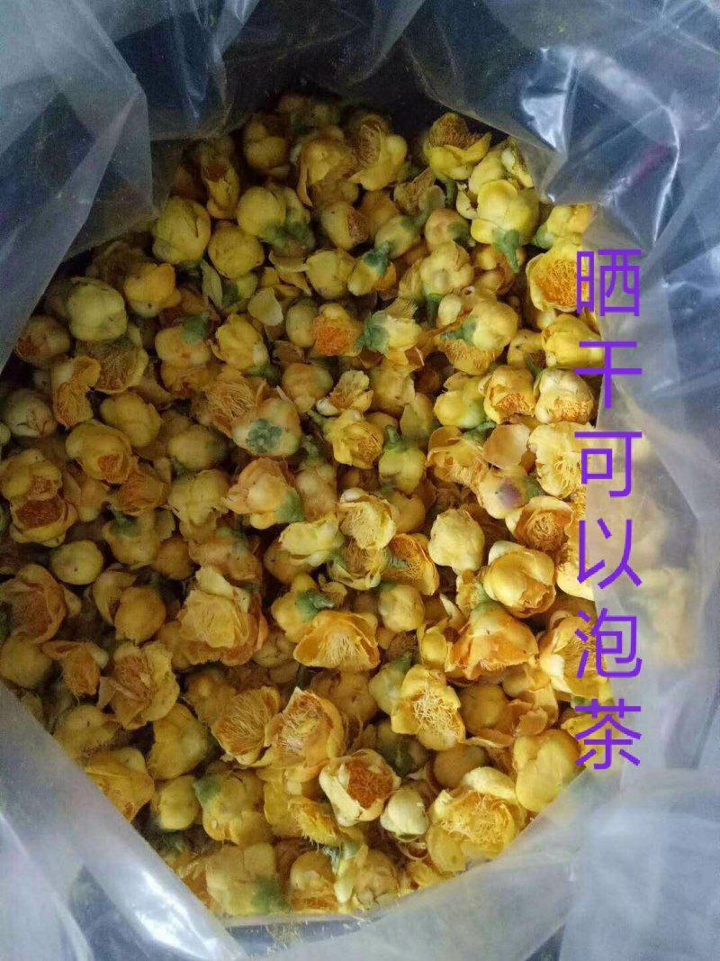 金花茶树苗珍稀名贵花卉可食用金花茶盆栽养生花卉四季开花植