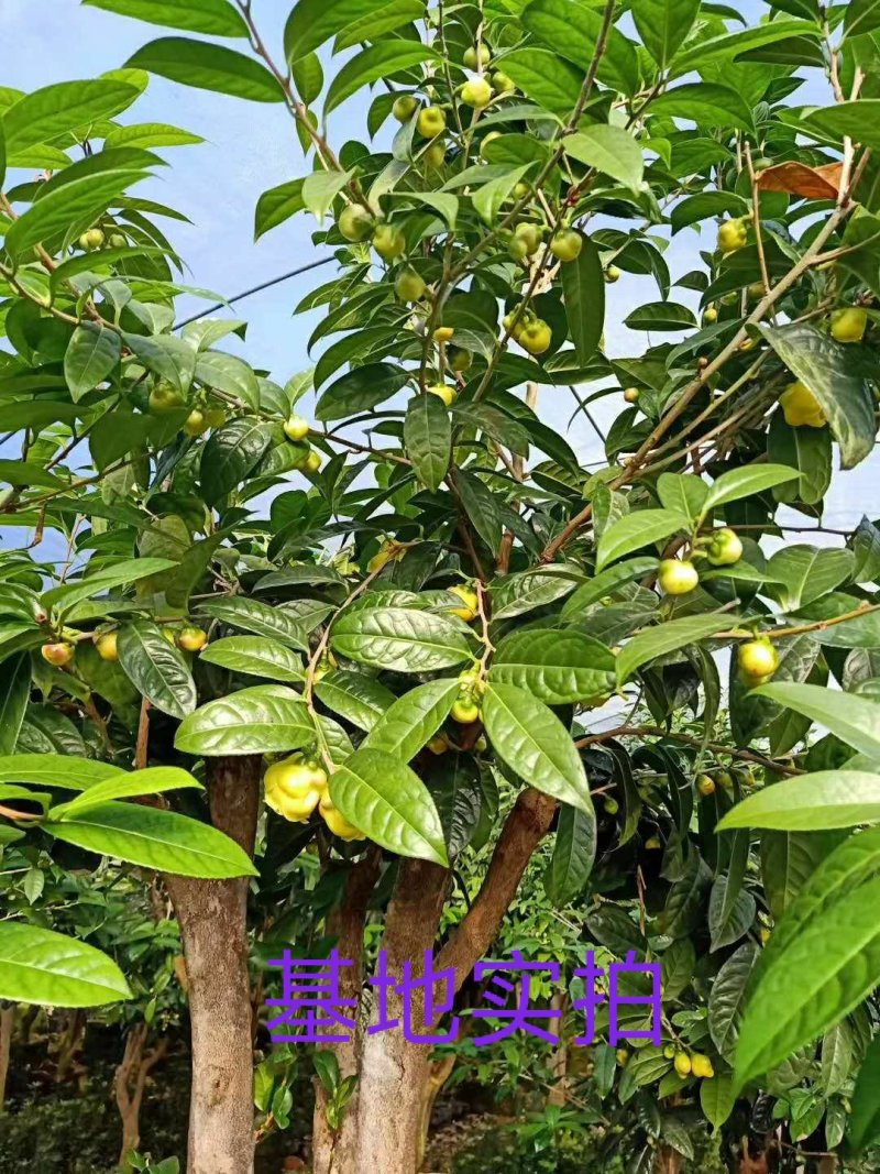 金花茶树苗珍稀名贵花卉可食用金花茶盆栽养生花卉四季开花植