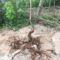 水果苗