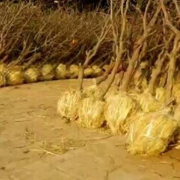 山东冬枣苗基地直供成活率高基地现挖现种