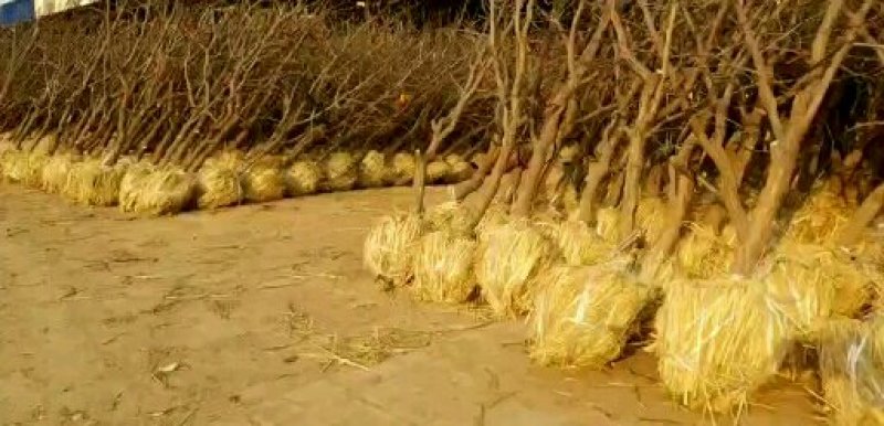山东冬枣苗基地直供成活率高基地现挖现种